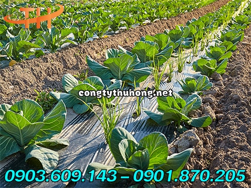 Ứng dụng màng phủ nông nghiệp Ứng dụng màng phủ nông nghiệp