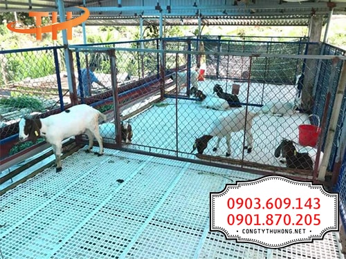 Sàn nhựa chăn nuôi dê Sàn nhựa chăn nuôi dê