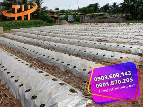 Úng dụng của màng phủ nông nghiệp Úng dụng của màng phủ nông nghiệp
