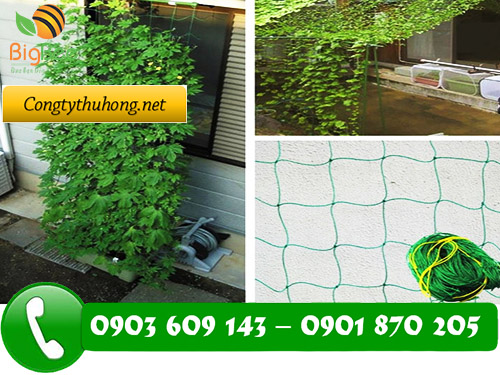 lưới cước làm gàn leo