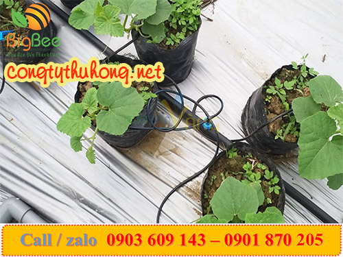 ống tưới nhỏ giọt giá sỉ