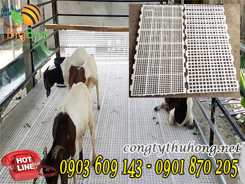 sàn nhựa chăn nuôi giá rẻ