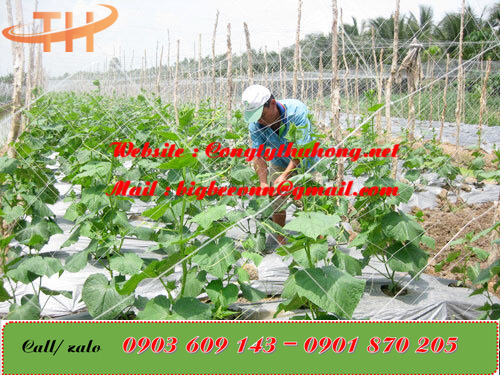 Màng phủ có vai trò giữ chất dinh dưỡng và hạn chế sâu bệnh