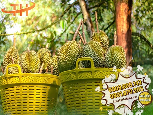 Cần xé đựng sầu riêng Bán cần xé đựng sầu riêng giá rẻ