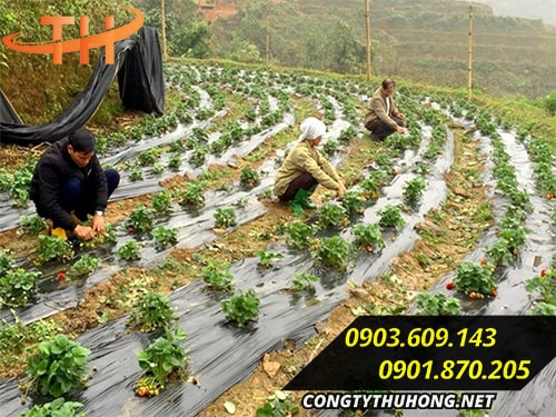 bán màng phủ nông nghiệp bán màng phủ nông nghiệp
