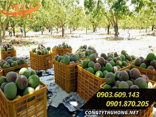 bán rổ nhựa đựng trái cây bán rổ nhựa đựng trái cây