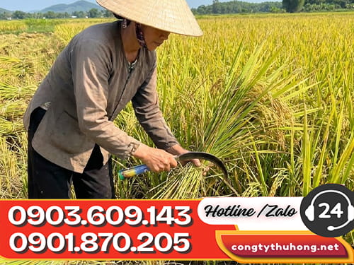 Liềm thép Báo giá liềm thép giá cạnh tranh