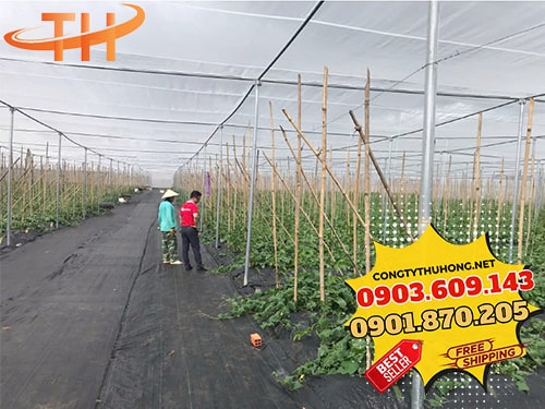 Bạt phủ nông nghiệp chống cỏ Bạt chống cỏ giá rẻ