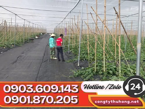 Bạt phủ đất chống cỏ Bạt phủ đất chống cỏ giá rẻ