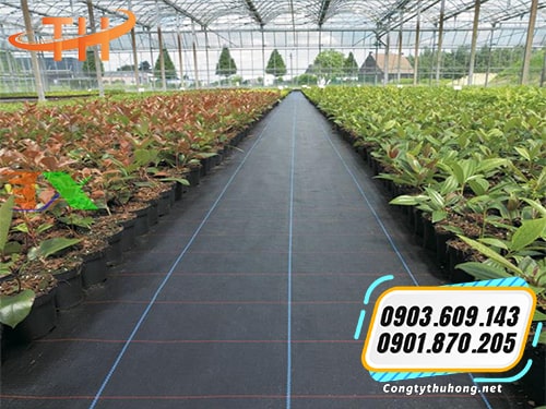 Bạt phủ diệt cỏ Bạt phủ diệt cỏ