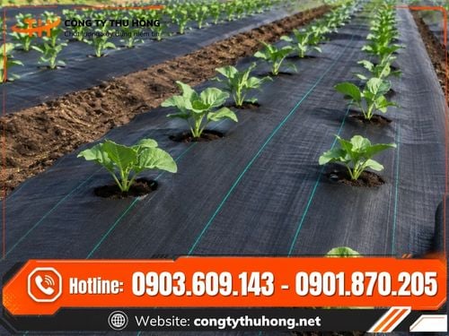 Bạt phủ gốc chống cỏ dại Bạt phủ gốc chống cỏ dại cho vườn cây