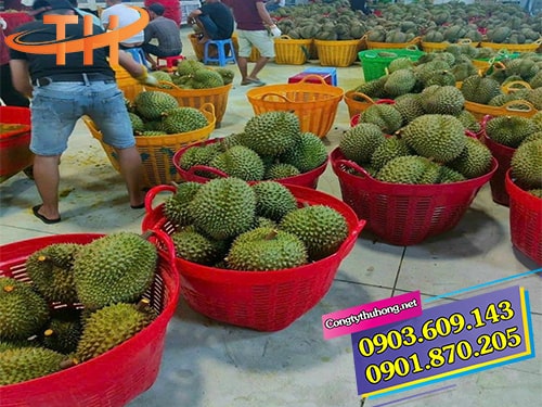 Cần xé đại đựng sầu riêng Cần xé đại đựng sầu riêng