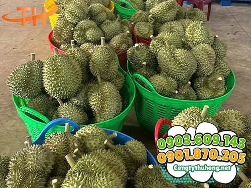 Cần xé đựng sầu riêng Cần xé đựng sầu riêng số lượng lớn