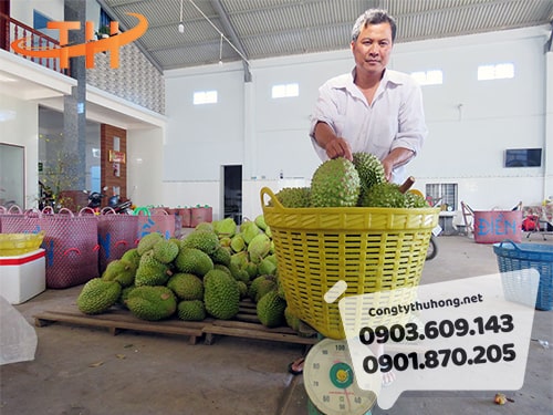 Cần xé giá sỉ Cần xé giá sỉ