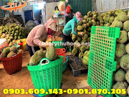 Cần xé nhựa đựng sầu riêng Cần xé nhựa đựng sầu riêng