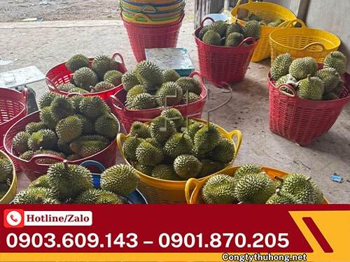 Cần xé nhựa đựng rau củ Cần xé nhựa đựng nhiều kích thước