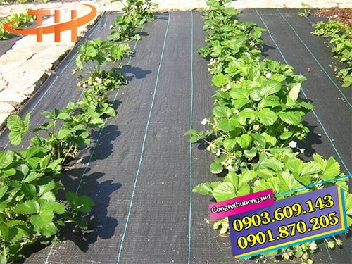 Công dụng bạt phủ đất diệt cỏ Công dụng bạt phủ đất diệt cỏ