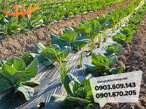 đại lý màng phủ nông nghiệp giá sỉ đại lý màng phủ nông nghiệp giá sỉ