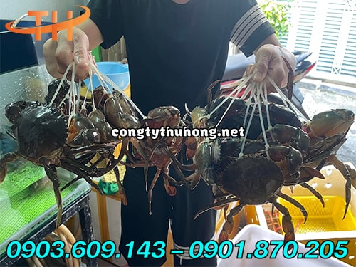 Dây rút nhựa cột cua Dây rút nhựa cột cua