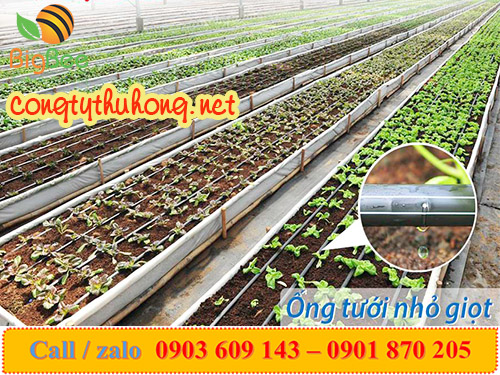 Hệ thống ống tưới nhỏ