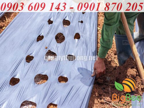 đục lỗ cho màng phủ