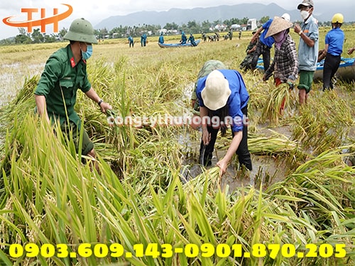 Liềm 7 thép cắt lúa Liềm 7 thép cắt lúa