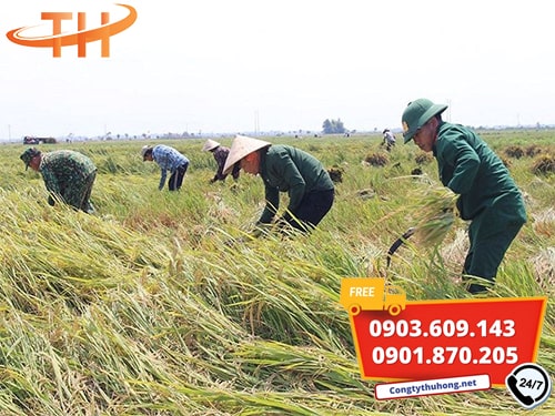 Liềm cắt cỏ Liềm cắt cỏ giá rẻ