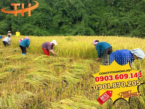 Liềm cắt cỏ nông nghiệp Liềm cắt cỏ nông nghiệp giá rẻ