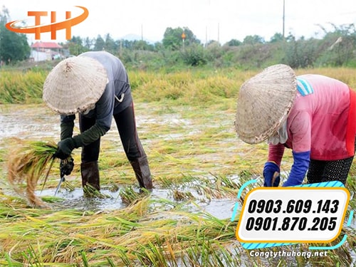 Liềm cắt lúa Liềm cắt lúa giá rẻ