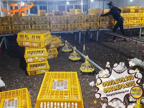 Lồng đựng gà Lồng đựng gà giá rẻ nhất