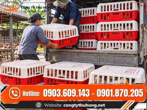 Lồng nhựa vận chuyển gia cầm Lồng nhựa vận chuyển gia cầm giá sỉ