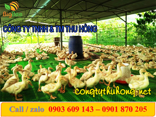 Lưới nhựa cứng được dùng lót sàn nuôi gà vịt