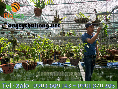 Dùng lưới nhựa Đài Loan che nắng cho vườn Lan