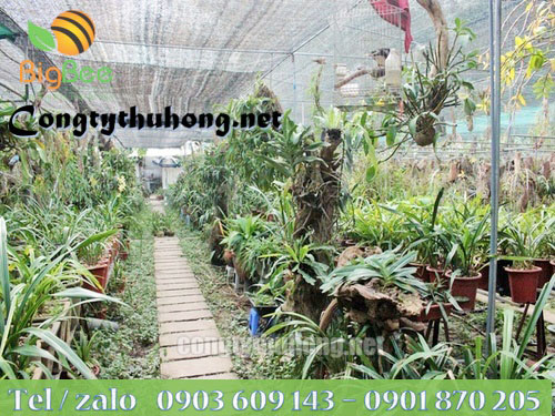 Lưới che nắng giúp tránh ánh nắng chiếu trực tiếp xuống cây và hoa