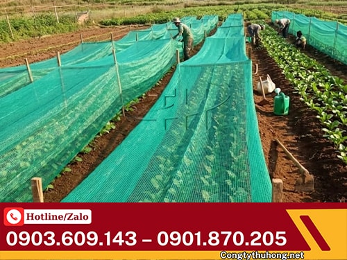 Lưới cọ nông nghiệp Lưới cọ nông nghiệp che nắng cây trồng
