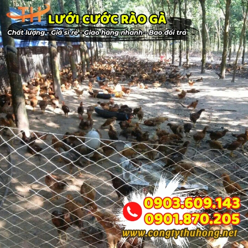 Lưới cước rào gà giá tốt Lưới cước rào gà giá tốt