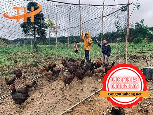 Lưới cước rào gà màu đen giá sỉ Lưới cước rào gà màu đen giá sỉ