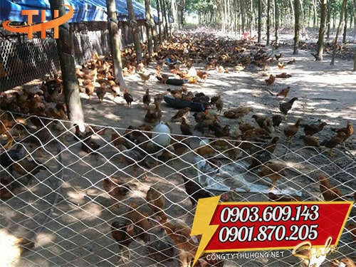 lưới cước rào gà vịt Lưới cước rào gà vịt giá rẻ