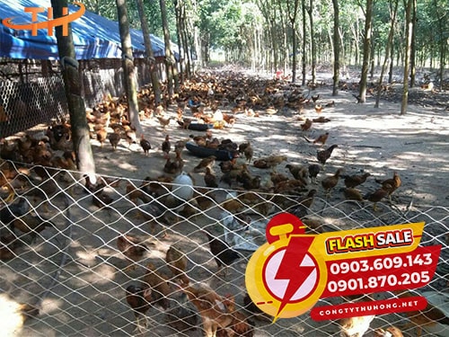 Lưới cước rào gà vịt Lưới cước rào gà vịt giá sỉ tại xưởng