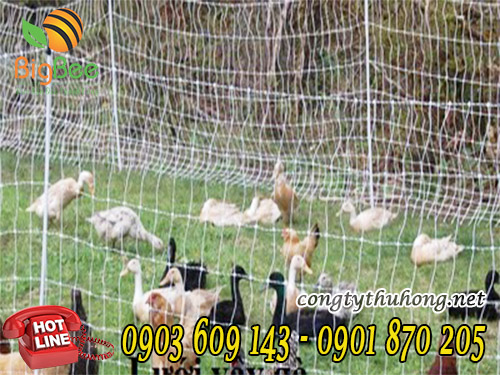 Lưới cước trắng rào gà vịt