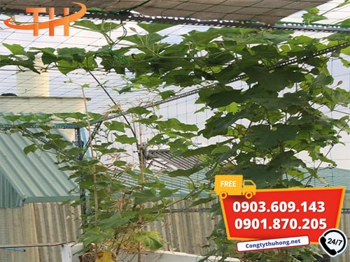 Lưới giàn leo cho cây trồng Lưới giàn leo cho cây trồng
