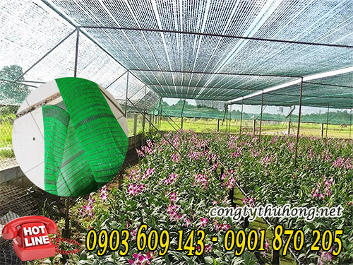 Lưới xanh Thái Lan