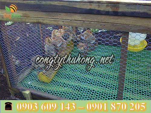 Sử dụng lưới nhựa mắt cáo làm sàn lót cho gia cầm