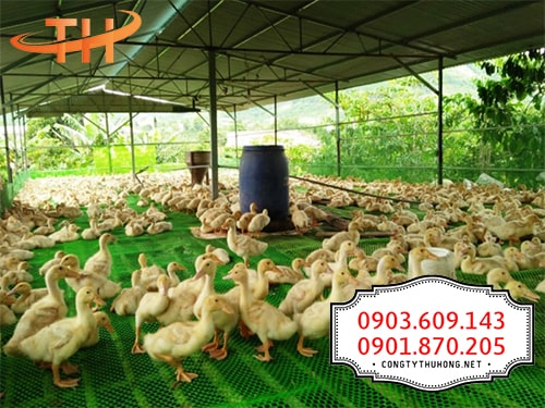 Lưới nhựa mắt cáo nuôi vịt Lưới nhựa mắt cáo nuôi vịt