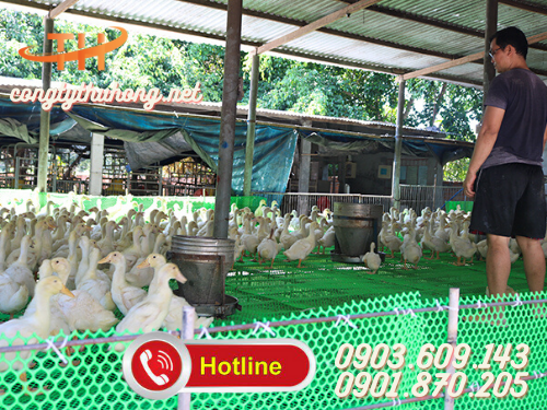 Lưới nhựa rào gà vịt