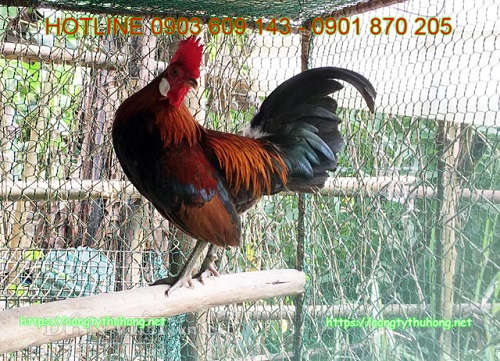 lưới nhựa rào gà