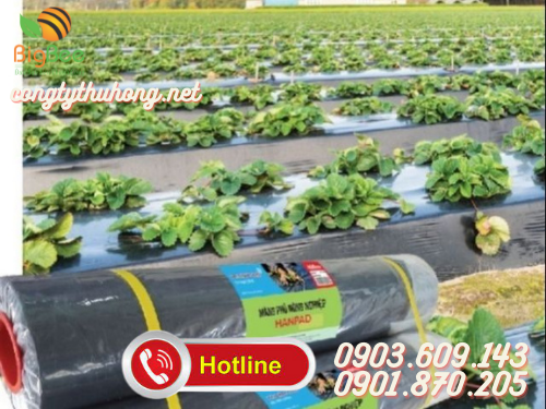 Màng phủ nông nghiệp 25mic