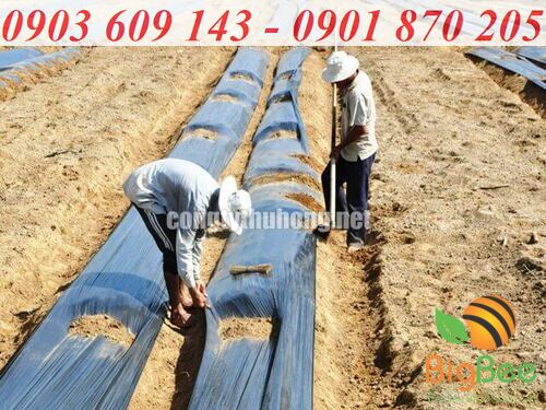 căn màng phủ trồng dưa hấu