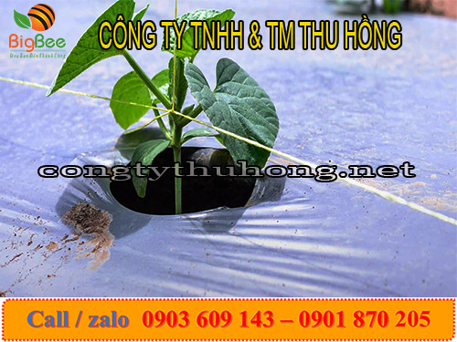 Đục lỗ màng phủ nông nghiệp trồng hoa màu