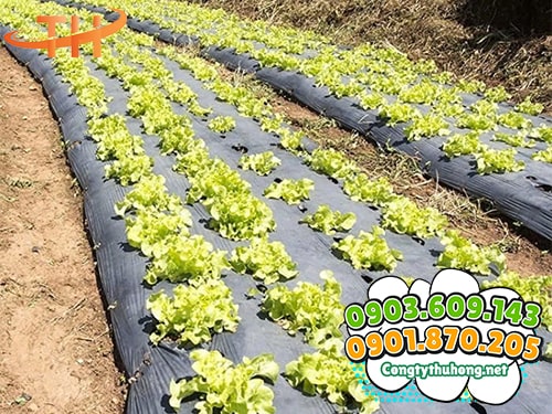 Màng phủ nông nghiệp Màng phủ nông nghiệp cho nhà vườn